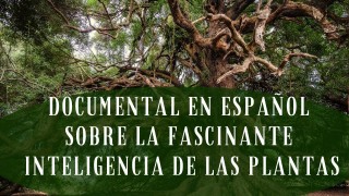 La fascinante inteligencia de las plantas