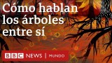 La vida subterránea de los árboles